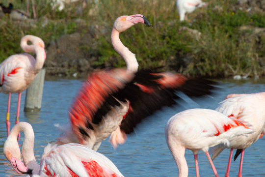 Flamant rose