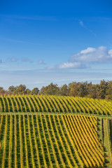 Fototapeta premium Autumn landscape of vineyards