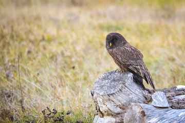 Melanistic Ural Owl