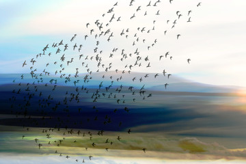 flying wading birds silhouetted against sunset sky and hills