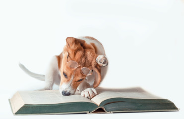 white-red-haired puppy with long ears reads a large paper book