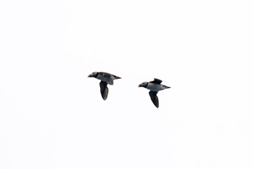 Papageientaucher im Flug
