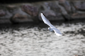 Oiseaux