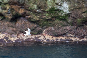Möwe in der Luft