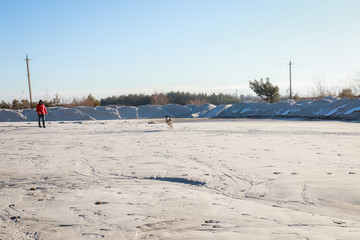 A Husky dog ​​walks in the sand. Walking on the lake.