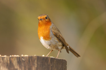 Fototapeta premium Close up of a Robin (Erithacus rubecula). Taken at my local nature reserve in Cardiff, Wales, UK