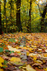 Passeggiata nella natura