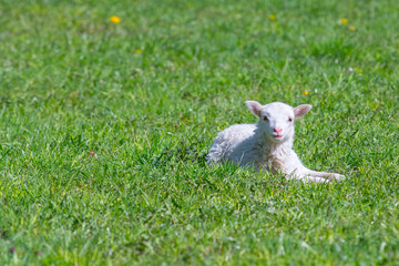 Cute Lamb happy smiling in grass field- Baby lamb laying down in isolated green grass in the field of the countryside. © Sebastian