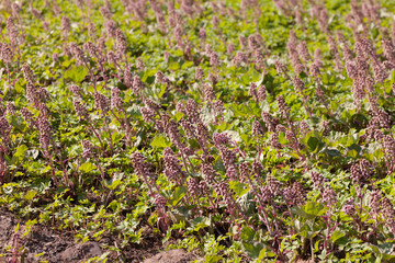 butterbur in spring day