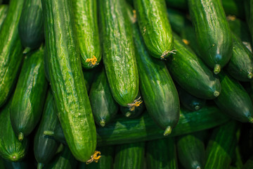 Fresh Market green long Cucumber Background. Close up.