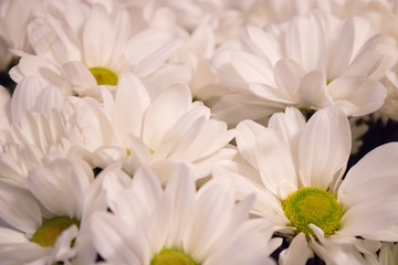  Flowers. Big daisies. Petals. Close-up