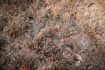 background of dry grass