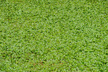 Fototapeta premium Green leaves floating on lake surface.