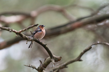 Common chaffinch bird portrait - Small Bird Sitting on branch in tree canopy showing of beautiful color Plumage.