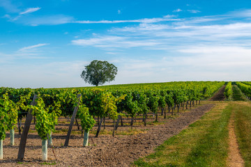 Winogrona dojrzewające na południu Francji