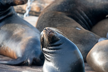 Naklejka premium Sleepy Sea Lion in Fisherman Wharf, San Francisco, USA