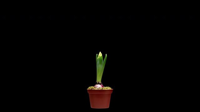 4K Time Lapse of growing and opening pink Hyacinth flower, isolated on black background. Time-lapse of opening flower buds.