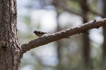 Common chaffinch bird portrait - Small Bird Sitting on branch in tree canopy showing of beautiful color Plumage.
