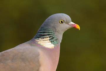 Close up head and shoulders of a Wood Pigeon (Columba palumbus)
