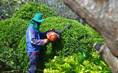 Selective focus at Asian worker using electric trimmer cutting hedge and bush in public communal garden area and blurred foreground, occupation concept