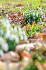 Wild white snowdrops growing from the forest ground