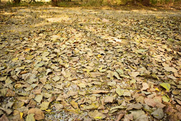 dry leaves on earth,Autumn  Season 