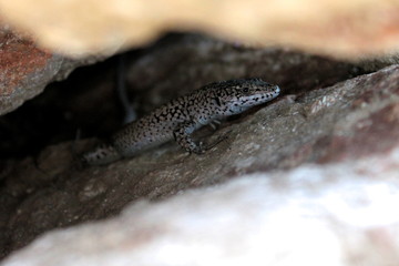 Lézard