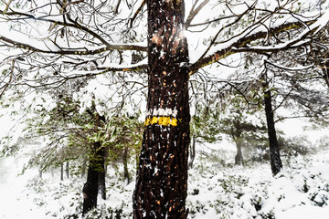 Fototapeta premium Mark painted on a tree on a small path for hikers, covered by snow on a mountain