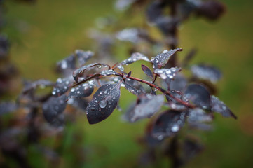 wet foliage on a rainy autumn day