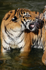 Tigers play in the water.Zoo in Kiev