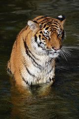 Naklejka premium Tigers play in the water.Zoo in Kiev
