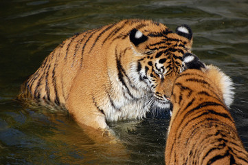 Naklejka premium Tigers play in the water.Zoo in Kiev
