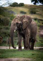 Obraz premium African Elephant