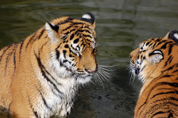 Fototapeta na wymiar Tigers play in the water.Zoo in Kiev