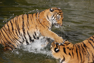 Fototapeta na wymiar Tigers play in the water.Zoo in Kiev