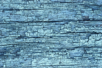 Bark texture, grey dry hardwood close up