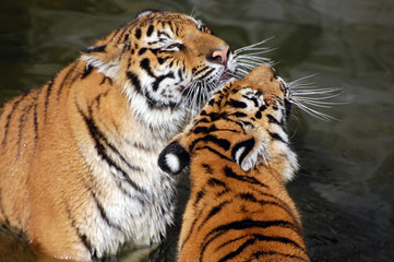 Tigers play in the water.Zoo in Kiev