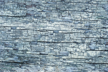 Bark texture, grey dry hardwood close up