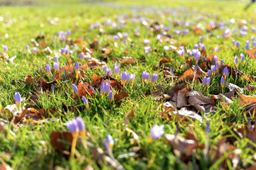 View of meadow full of crocus flowers, landscape scenery