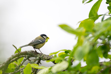 Great tit on a branch with food in beak.