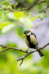 Great tit on a branch with food in beak.