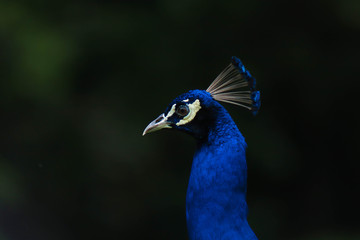 Obraz premium portrait of a peacock