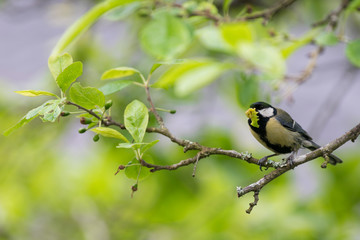 Fototapeta premium Great tit on a branch with food in beak.