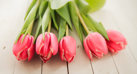 Spring Love Romance Tulip