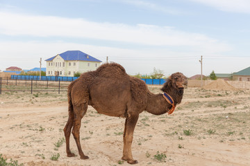 Camel walking near the village in the Ustyurt Plateau. District of Boszhir. The bottom of a dry ocean Tethys. Rocky remnants. Kazakhstan