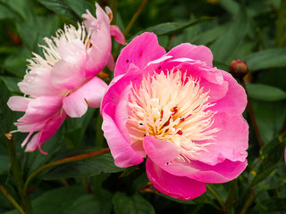 Closeup of beautiful pink peony flowers, Paeonia lactiflora Bowl of Beauty, in a summer garden © AngieC