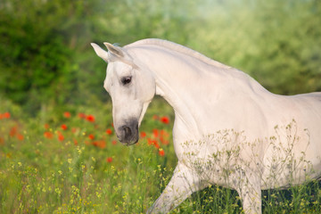 Obraz na płótnie Canvas White horse portrait in flowers meadow in motion