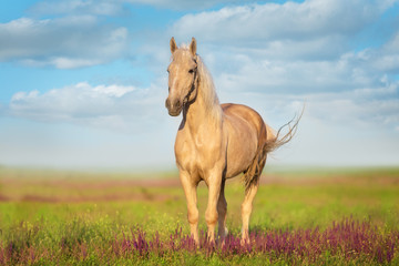 Cremello horse with long mane  in flowers meadow