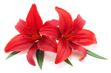 Two red lilies.