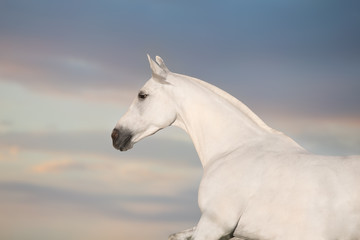 Obraz na płótnie Canvas White horse portrait in motion run against sky